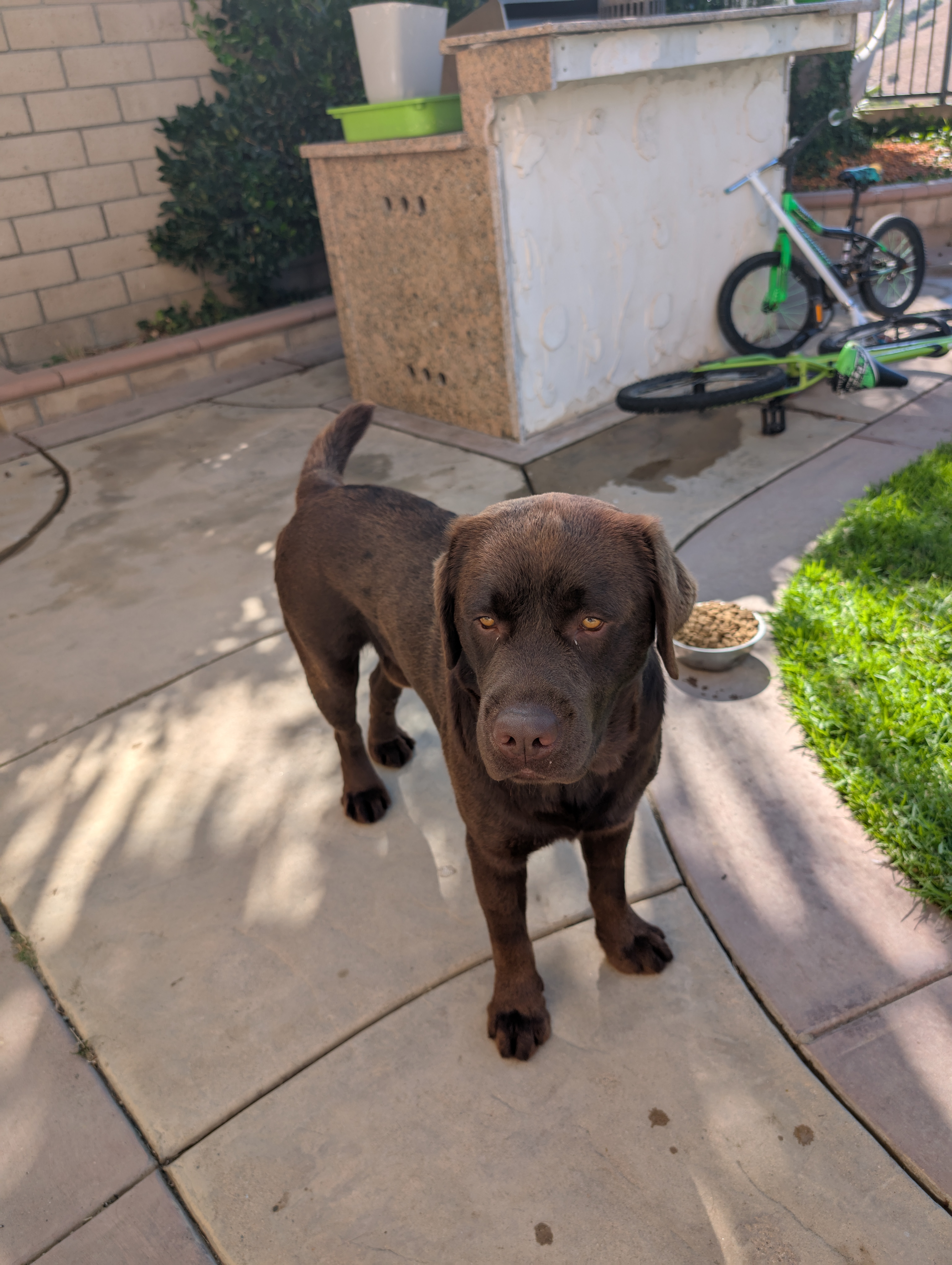 Leo standing in the backyard