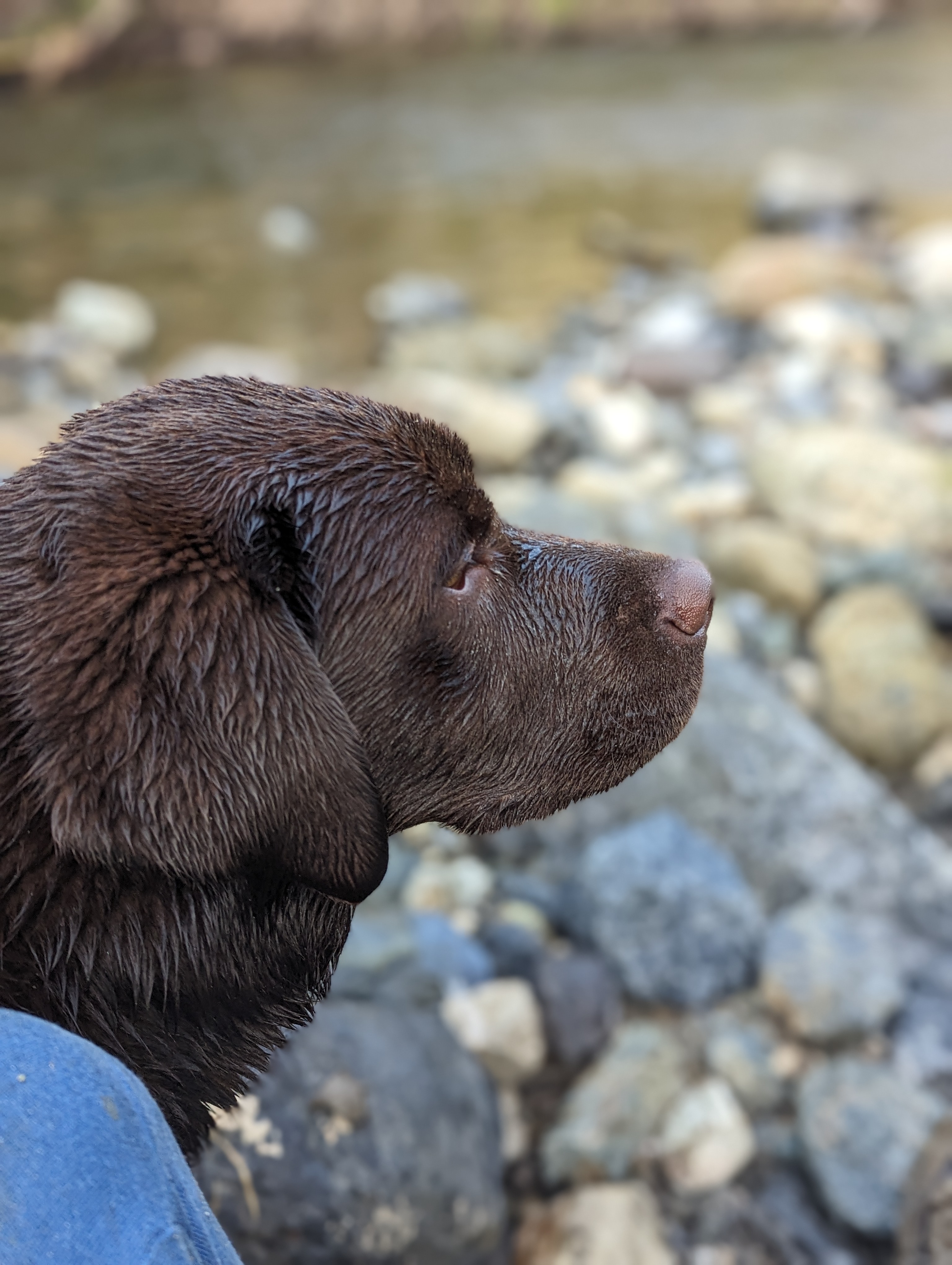 Leo - Chocolate Labrador Retriever