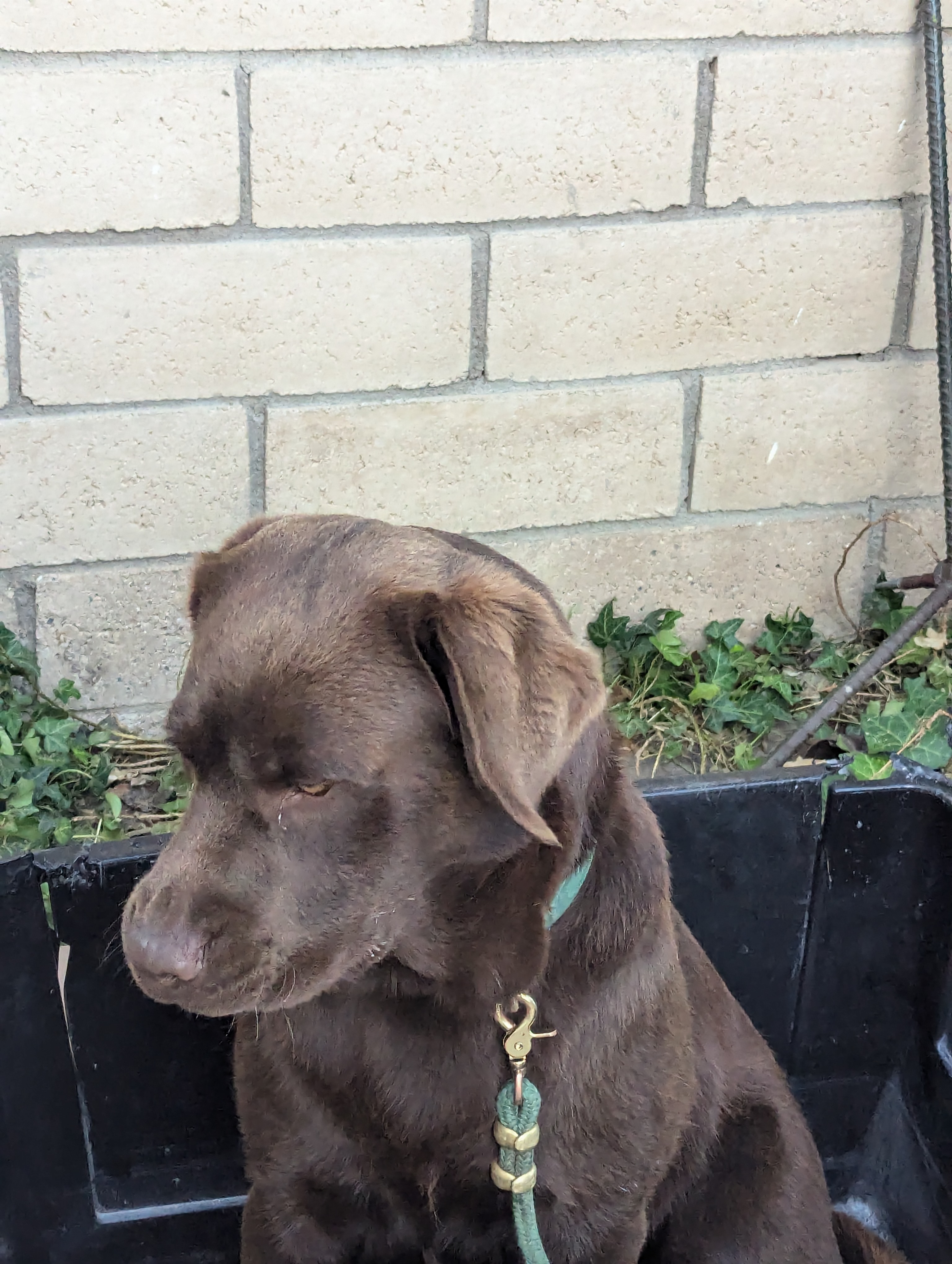 Leo after swimming